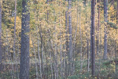 Güneş ile yeşil orman renkli sonbahar ağaçlarda ışınları - retro, vin