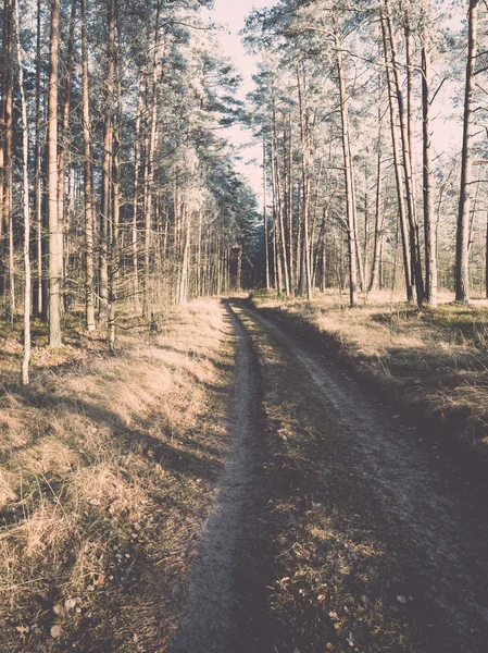 Forest road with sun rays in the morning. vintage — Stock Photo, Image