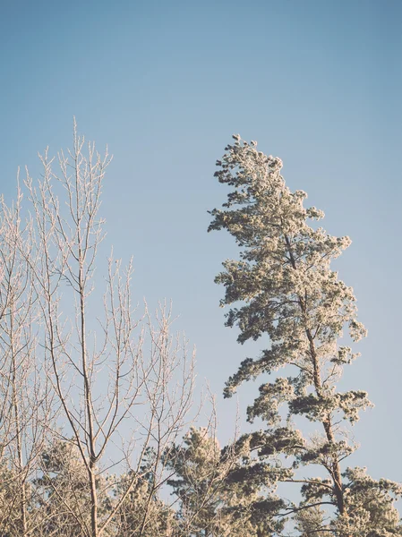 Jul bakgrund av snöiga skogen, frostat trädtopparna på sky. — Stockfoto