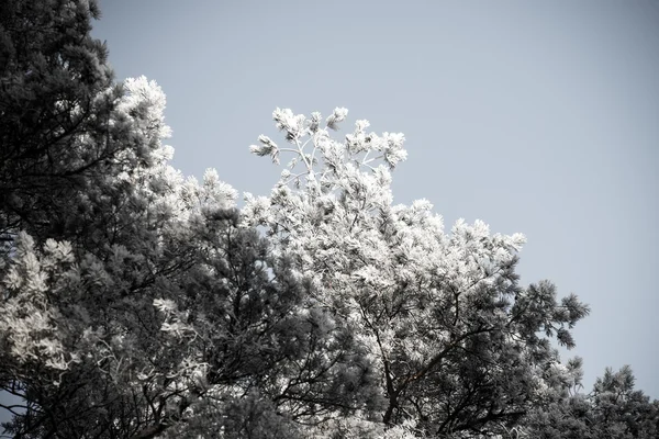 Sfondo di Natale della foresta innevata, cime di albero glassato sul cielo . — Foto Stock