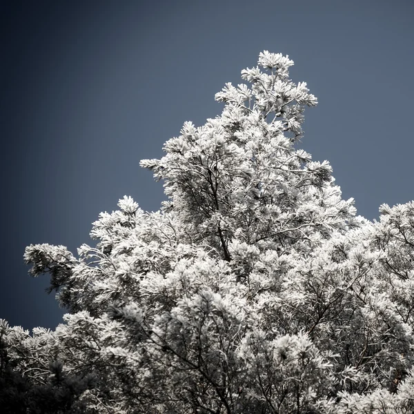 Kerstmis achtergrond van besneeuwde bos, berijpte boomtoppen op sky. — Stockfoto