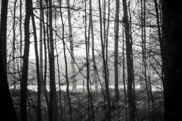 Weihnachten Hintergrund des verschneiten Waldes, gefrostete Baumkronen am Himmel. — Stockfoto
