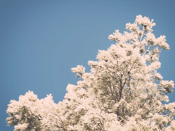 눈 덮인 숲, 하늘에 서 리 낀된 나무 꼭대기의 크리스마스 배경. — 스톡 사진