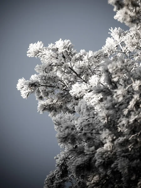 Φόντο χριστουγεννιάτικο χιονισμένο δάσος, παγωμένο δέντρο κορυφές στον ουρανό. — Φωτογραφία Αρχείου