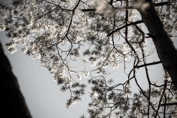 Kerstmis achtergrond van besneeuwde bos, berijpte boomtoppen op sky. — Stockfoto