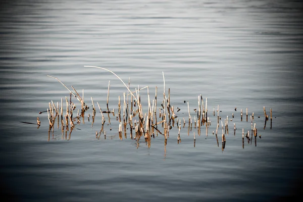 Forest Lake com reflexos e lâmina de grama. vintage — Fotografia de Stock