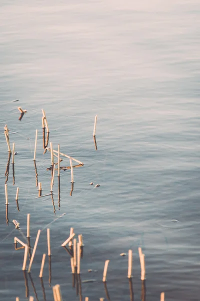 Forest Lake com reflexos e lâmina de grama. vintage — Fotografia de Stock