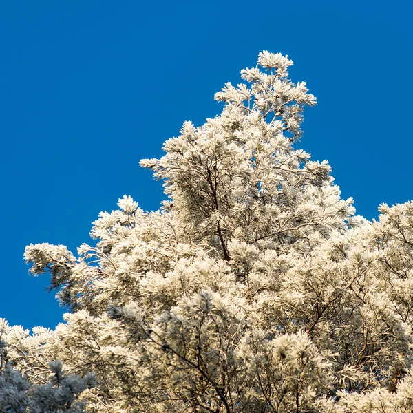 Kerstmis achtergrond van besneeuwde bos, berijpte boomtoppen op sky — Stockfoto