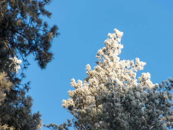 雪森林的圣诞节背景, 在天空上的霜树顶部 — 图库照片