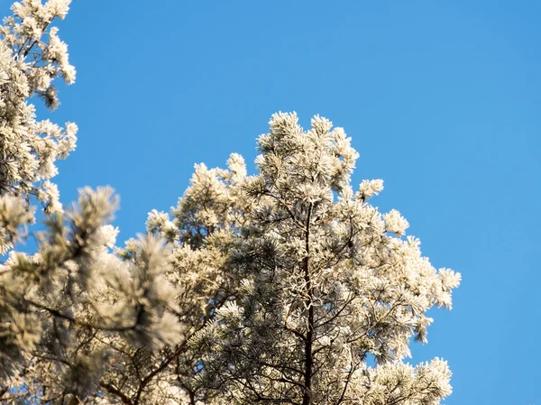 눈 덮인 숲, 하늘에 서 리 낀된 나무 꼭대기의 크리스마스 배경 — 스톡 사진