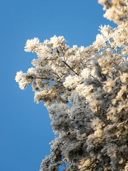 Kerstmis achtergrond van besneeuwde bos, berijpte boomtoppen op sky — Stockfoto