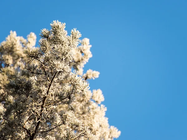 Kerstmis achtergrond van besneeuwde bos, berijpte boomtoppen op sky — Stockfoto