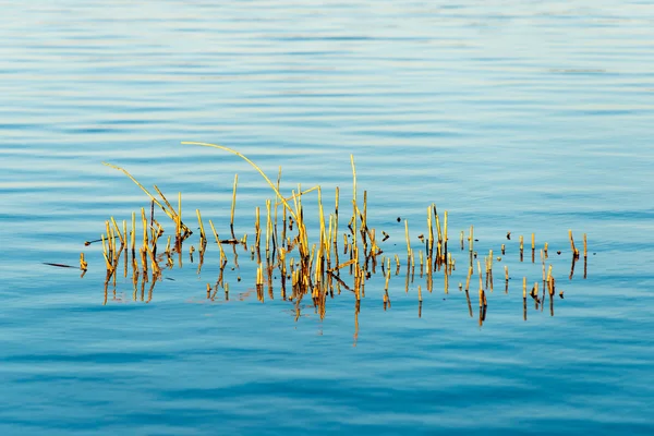 Lake Forest z odbicia i źdźbło trawy — Zdjęcie stockowe