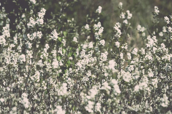 Flores brancas no campo - retro, vintage — Fotografia de Stock
