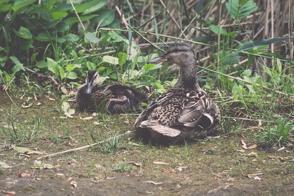 Pato selvagem com patinho - retro, vintage — Fotografia de Stock