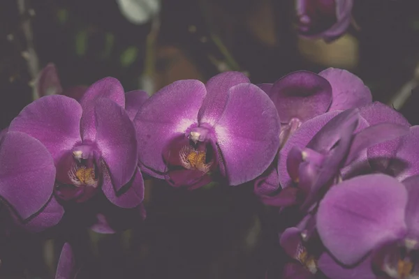 Detailní záběr květy orchidejí - retro, vintage — Stock fotografie