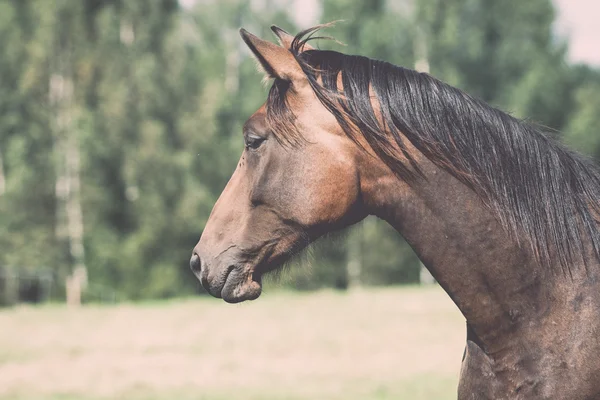 Vilda hästar i fältet - retro, vintage — Stockfoto
