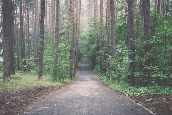 Camino de asfalto por la mañana en el bosque - retro, vendimia —  Fotos de Stock