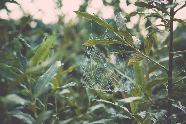 Spider web in het gras - retro, vintage — Stockfoto