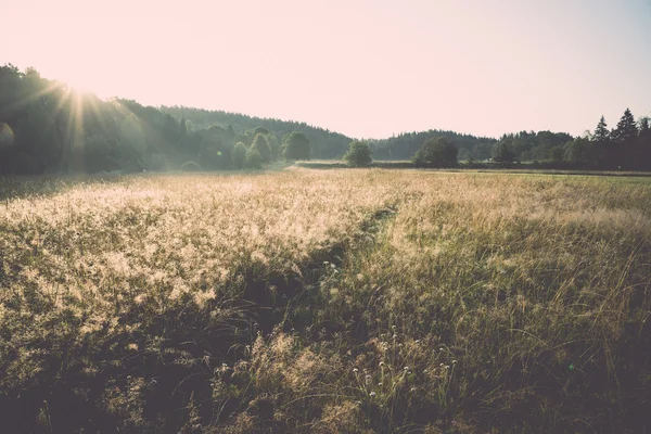 Misty fields and meadows after the rain in summer - retro, vinta — Stock Photo, Image