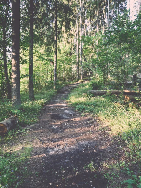 Forest road with sun rays in the morning - retro, vintage — Stock Photo, Image