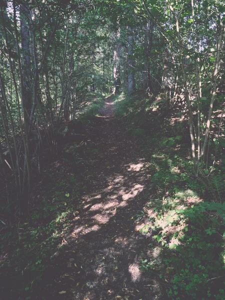 Strada forestale con raggi di sole al mattino - retrò, vintage — Foto Stock