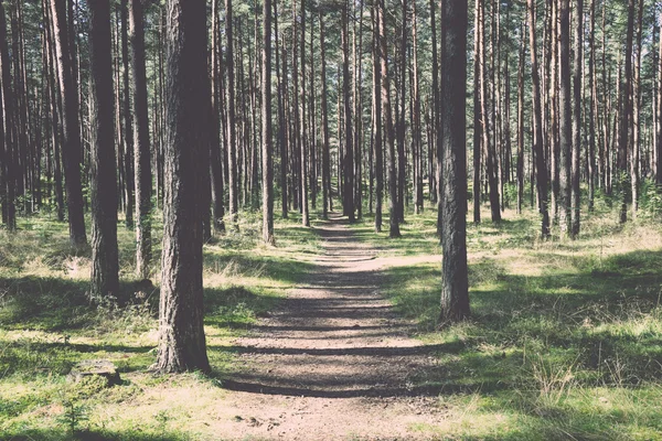 Biraz aydınlatılmış yolu ormandaki - retro, vintage — Stok fotoğraf