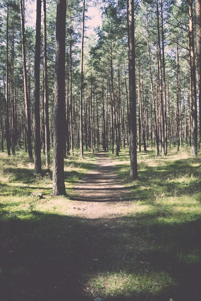 Strada leggermente illuminata nel bosco - retrò, vintage — Foto Stock