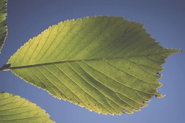 린든 나무 잎에 햇빛-레트로, 빈티지 — 스톡 사진