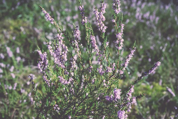 Kwiat wrzosu w lesie - retro, vintage — Zdjęcie stockowe