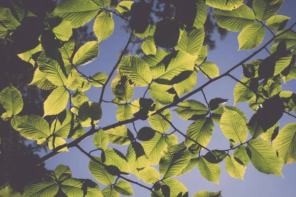 林登树上的叶子在阳光下-复古复古 — 图库照片