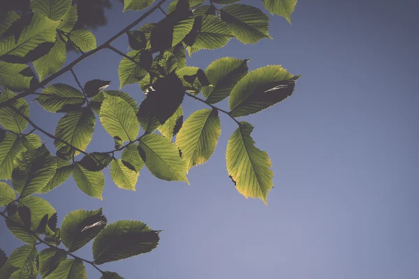 Folhas de tília na luz solar - retro, vintage — Fotografia de Stock