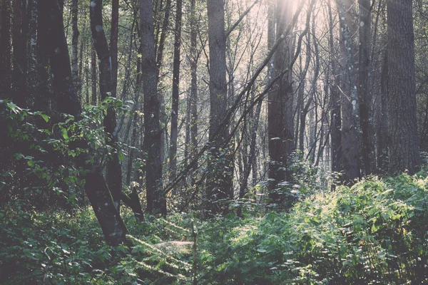 숲도로 태양 광선 아침-레트로, 빈티지 — 스톡 사진