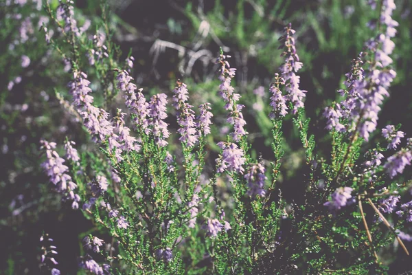 Flowers of heather in the forest - retro, vintage — Stock Photo, Image