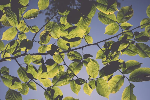 Linden δέντρο φύλλα στο φως του ήλιου - ρετρό, vintage — Φωτογραφία Αρχείου