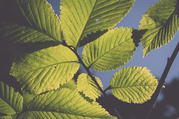 Folhas de tília na luz solar - retro, vintage — Fotografia de Stock