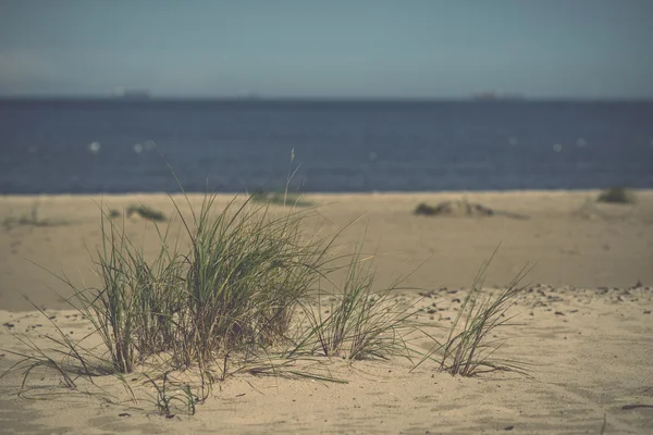 Vista a la playa con plantas en el agua y el cielo azul - retro, vintage — Foto de Stock