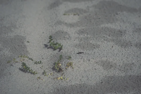 Small plants in the sand dunes - retro, vintage — Stock Photo, Image