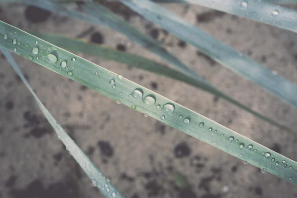 Gräs med regndroppar i morgonsolen på stranden - retro, vi — Stockfoto