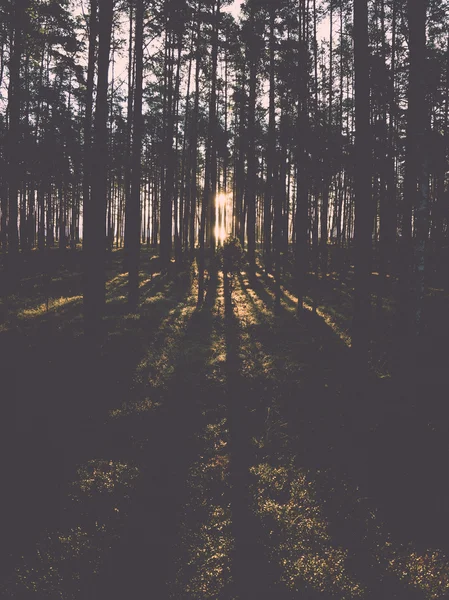 Old forest with moss covered trees and rays of sun - retro, vint — Stock Photo, Image