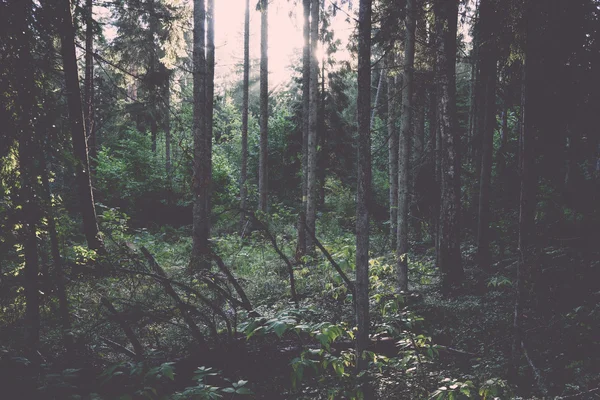Vieille forêt avec des arbres couverts de mousse et des rayons de soleil - rétro, vint — Photo