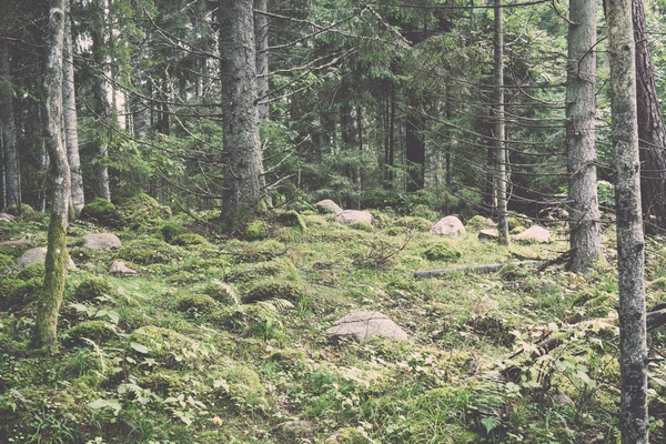 Alter Wald mit moosbewachsenen Bäumen und Sonnenstrahlen - retro, vint — Stockfoto