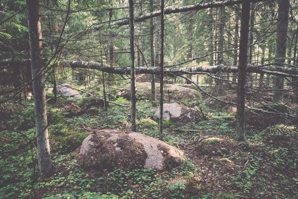 Old forest with moss covered trees and rays of sun - retro, vint — Stock Photo, Image