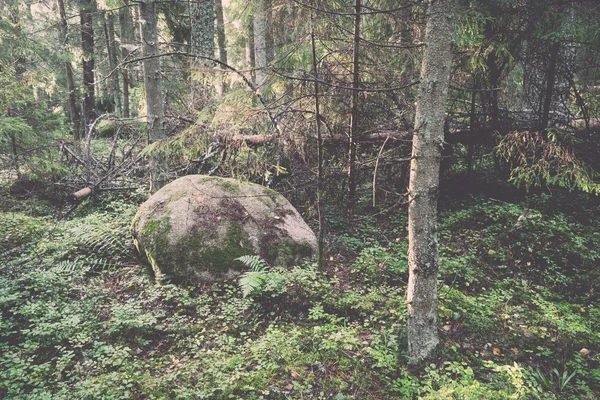 Alter Wald mit moosbewachsenen Bäumen und Sonnenstrahlen - retro, vint — Stockfoto