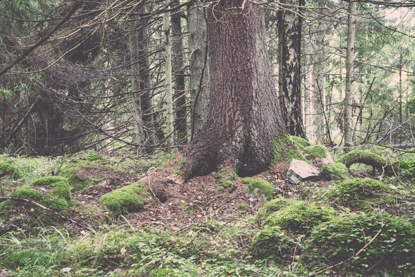 Stary las mech pokryte drzewami i promienie słońca - retro, vint — Zdjęcie stockowe