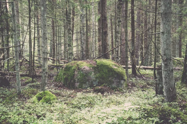 Alter Wald mit moosbewachsenen Bäumen und Sonnenstrahlen - retro, vint — Stockfoto