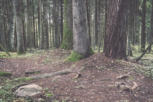 Bosque viejo con árboles cubiertos de musgo y rayos de sol - retro, vint —  Fotos de Stock