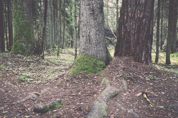 Vieille forêt avec des arbres couverts de mousse et des rayons de soleil - rétro, vint — Photo