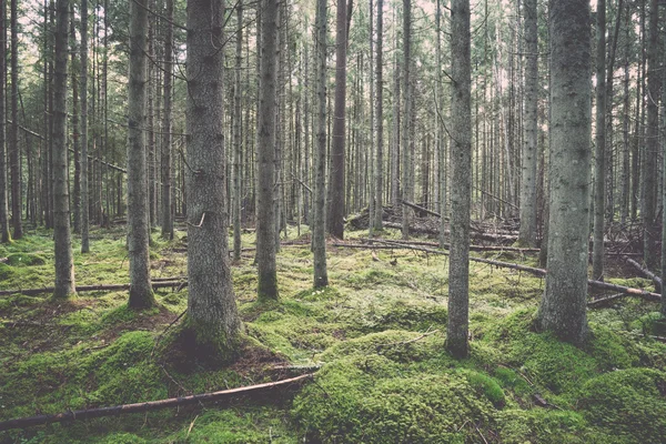 Floresta velha com musgo coberto de árvores e raios de sol - retro, vint — Fotografia de Stock