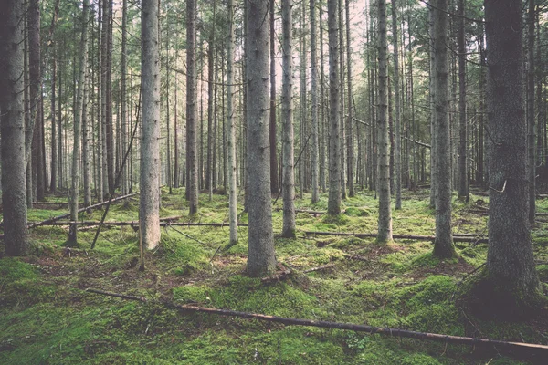 Oude bos met mos gedekt bomen en stralen van de zon - retro, Cerf — Stockfoto